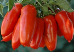 Salse e sughi - 